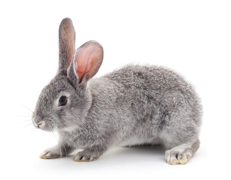 Grey baby rabbit. Grey baby rabbit on a white background , #AFFILIATE, #baby, #Grey, #rabbit, #background, #white #ad Rabbit Background, Rabbit Behavior, Grey Rabbit, Baby Rabbit, Grey Bunny, Grey Baby, Background White, Color Set, Vector Design