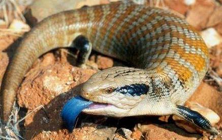 Blue Tongued Skink Colorful Lizards, Blue Tongue Skink, Pet Lizards, Australia Animals, Cute Reptiles, Reptiles Pet, Australian Animals, Crocodiles, Reptiles And Amphibians