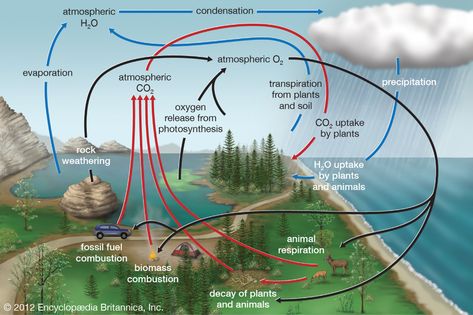 Oxygen cycle | ecology | Britannica.com Oxygen Cycle, Carbon Cycle, Earth Atmosphere, Carbon Dioxide, Tropical Rainforest, Photosynthesis, All About Plants, Plant Life, Ecology