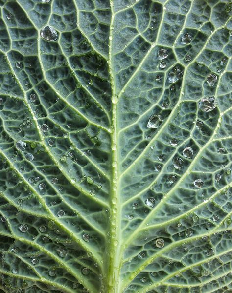 cabbage leaf closeup Cabbage Photography, Cabbage Leaves, Green Cabbage, Water Droplets, Water Drops, Wall Tile, Food Photography, Plant Leaves, Close Up