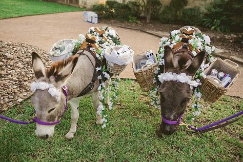 beer-burros-party Donkey Wedding, Miniature Donkeys, Enjoy Your Special Day, Welcome Baskets, Miniature Donkey, Beer Wedding, Cute Donkey, Cross Selling, Western Theme Party