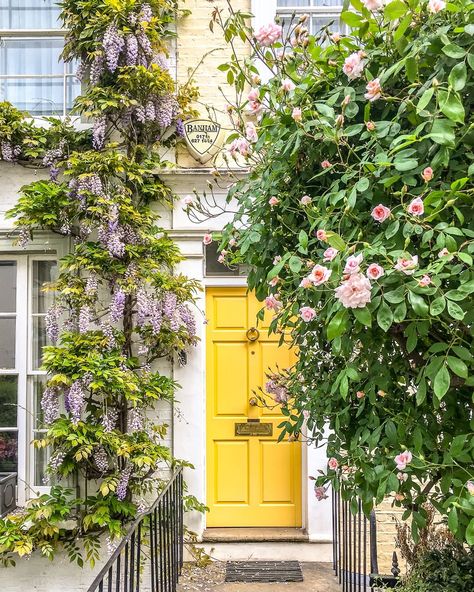 A beautiful yellow door surrounded by wisteria and roses on a house in London's Kensington.    #house #london #kensington #wisteria #roses #flowers #door Yellow Front Doors, London Neighborhoods, Front Door Paint Colors, Yellow Door, Door Paint Colors, Walks In London, Ivy House, London Garden, Yellow Doors