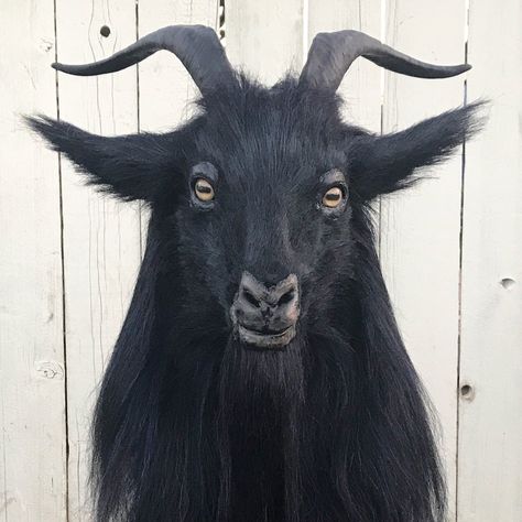 Black Goats Aesthetic, Goat Portrait Photography, Creepy Goat Art, Goat Side Profile, Goat Reference Drawing, Goats Aesthetic, Goat Profile, Scary Goat, Goat Reference