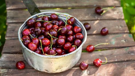 Cherry Tree From Seed, Growing Cherry Trees, Types Of Cherries, Cherry Seeds, Fruit Growing, Garden Help, Public Garden, Sweet Cherries, Perfect Plants