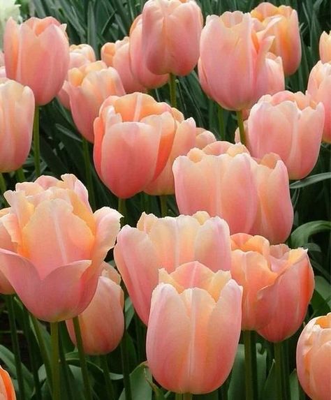 54 Types of Tulip Varieties | Best Tulips for Gardens | Balcony Garden Web Basket 2023, Flower Landscaping, Types Of Tulips, Fantasy Worldbuilding, Garden Wall Decoration, Creative Garden Decor, Flower Bulb, Tulip Decor, Flower Identification