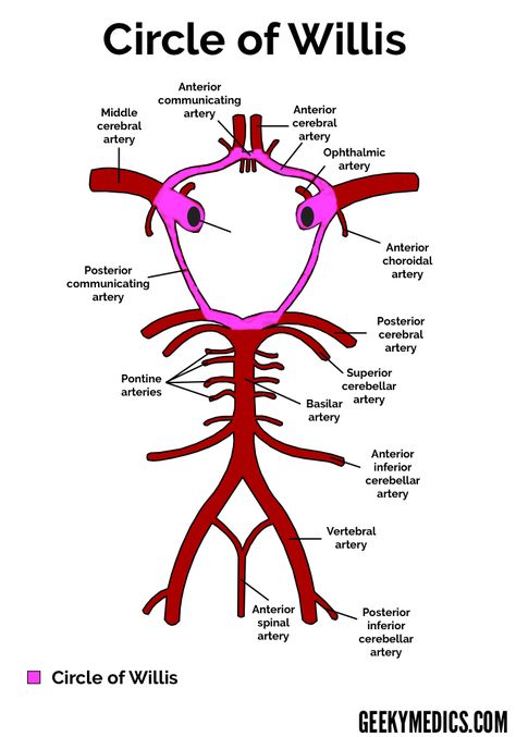 Arterial Supply of the Brain | Circle of Willis | Geeky Medics Arteries Anatomy, Circle Of Willis, Brain Surgeon, Medicine Notes, Medical School Life, Basic Anatomy And Physiology, Nurse Study Notes, Medical Student Study, Brain Anatomy