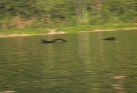 Devil's lake monster (Wisconsin - USA) Effigy Mounds, Lake Monster, Lake Monsters, Unexplained Mysteries, Sea Monster, Paranormal Investigation, Aliens And Ufos, Hunting Trip, Lake Water