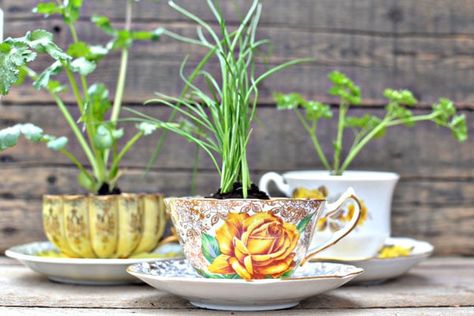 Teacup Crafts, Diy Herb Garden, Indoor Herb, Budget Garden, Herb Planters, Indoor Herb Garden, Herbs Indoors, Wedding Centerpieces Diy, Vintage Teacups