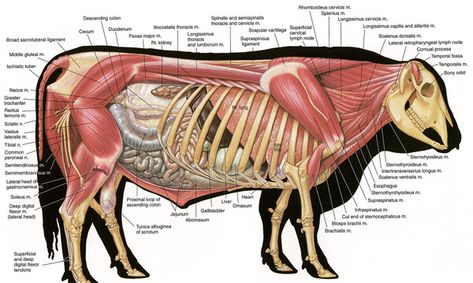 Bull Anatomy, Drawing Medical, Hereford Bull, Hereford Cows, Female Hunter, Male Figure Drawing, Vet Medicine, Animal Action, Animal Skeletons