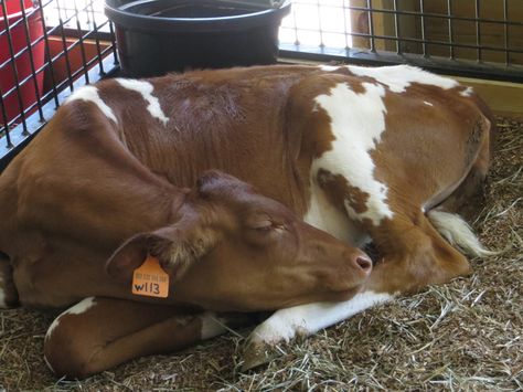 Hand Milking Cows, Cow Laying Down Drawing, Cow Sleeping, Milking A Cow, Cows Sitting Like Dogs, Lyric Book, Barn Animals, Cute Baby Cow, Animal References