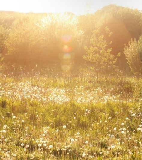 Manipura Chakra, Open Field, Arte Inspo, Yellow Aesthetic, Mellow Yellow, Nature Aesthetic, Flower Field, Golden Hour, Beautiful Images