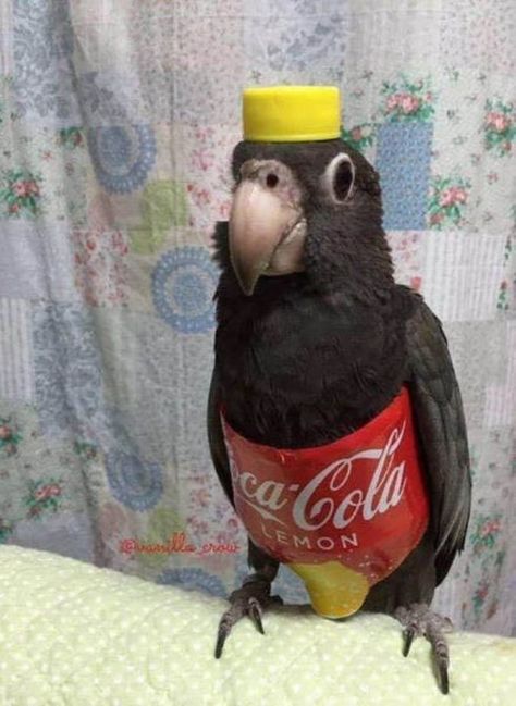 30 Funny Animal Pictures #17 Funny Bird Pictures, Funny Parrots, Funny Birds, Bird Pictures, Cute Animal Photos, Pretty Birds, Cute Birds, Funny Animal Pictures, Animal Photo