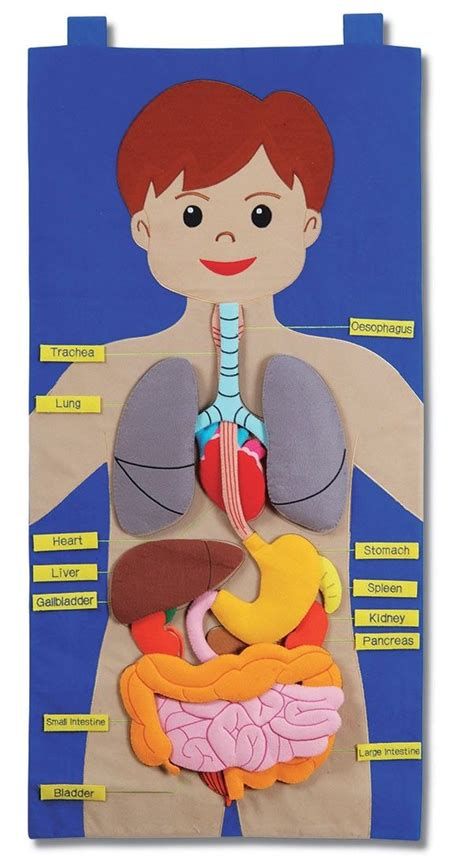 Human Body Crafts, Vetenskapliga Experiment, Human Body Projects, Body Preschool, Human Body Science, Human Body Activities, Body Chart, Human Body Organs, Kid Science