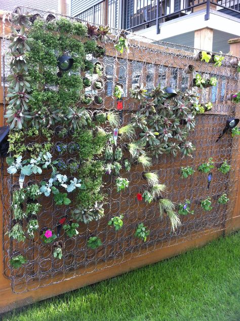 Living Wall with repurposed box spring. I just happen to have a couple of matress springs like this. Love you Grizzle. for stripping the material off of these. Mattress Spring Crafts, Bed Spring Crafts, Bed Springs, Yard Project, Living Wall, Mattress Springs, Box Spring, Spring Garden, Spring Crafts