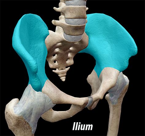 Appendicular Skeleton, Female Pelvis, Axial Skeleton, Pelvic Girdle, Latissimus Dorsi, Skeletal System, Lower Limb, Alone Photography, Anatomy And Physiology