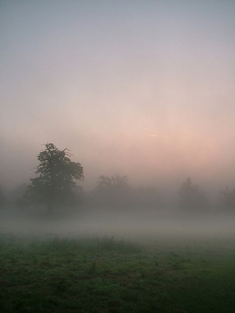 Photo by Kevin Day. Mist Photography, Foggy Field, Calm Pictures, Kevin Day, Calming Photos, Calming Pictures, Morning Fog, Foggy Forest, Country Park