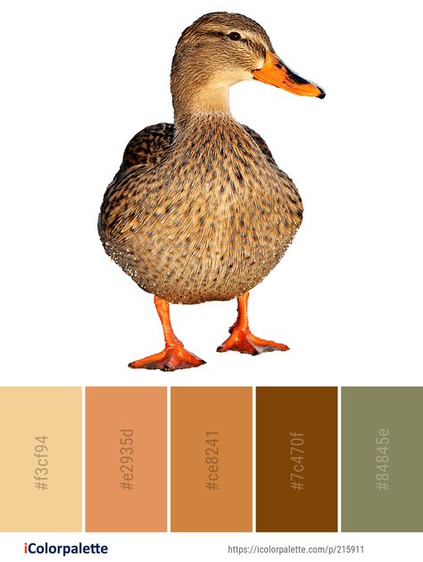 Color Palette ideas #icolorpalette #colors #inspiration #graphics #design #inspiration #beautiful #colorpalette #palettes #idea #color #colorful #colorscheme #colorinspiration #colorcombinations #colorcombos Duck Color Palette, Irish Elk, Painting Corner, Color Palette Ideas, Colors Inspiration, Duck Bird, Palette Ideas, Palette Inspiration, Animals Coloring