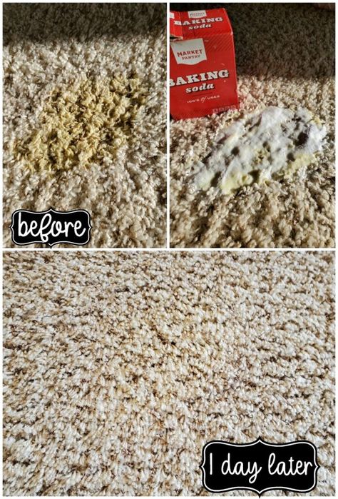 How to Remove Old and New Carpet Pet Stains Cleaning Pet Urine, Homemade Carpet Cleaner, Cleaning Carpet Stains, My Heavenly Recipes, Pee Stains, Remove Pet Stains, Carpet Stain Remover, Diy Stain Remover, Heavenly Recipes