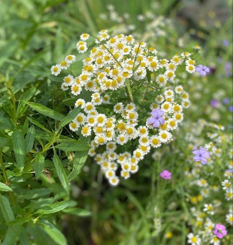 small white flowers with a yellow center White Flower Yellow Center, Small Yellow Flowers, Small White Flowers, Plant Pots, Yellow Flowers, Potted Plants, White Flowers, Herbs, Candles