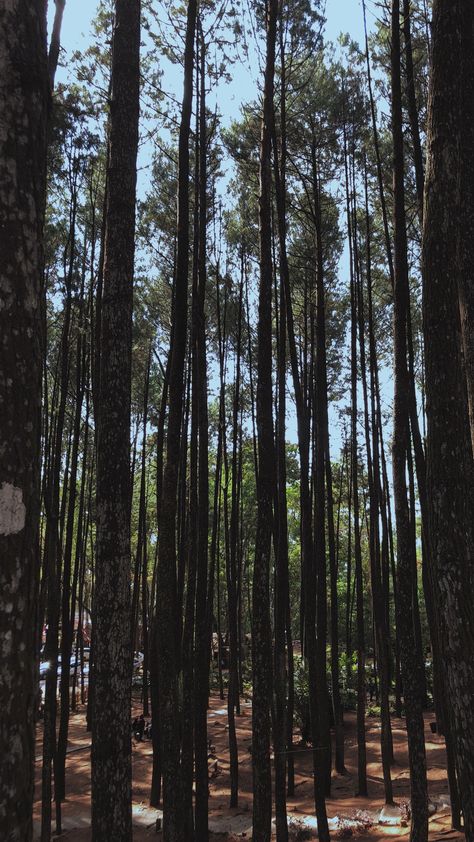 Mangunan Pine Forest 🍃 #nature #forest #pine #yogyakarta Pine Forest Ooty Photography, Pine Forest Ooty, Kodaikanal, Road Photography, Munnar, Ooty, Forest Nature, Nature Forest, Forest Photography