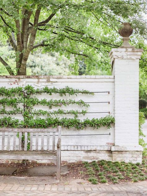 White Brick House Exterior, Brick Wall Gardens, Diy Brick Wall, Brick Courtyard, Sean Anderson, Wall Trellis, Brick Columns, Fence Plants, Brick Fence