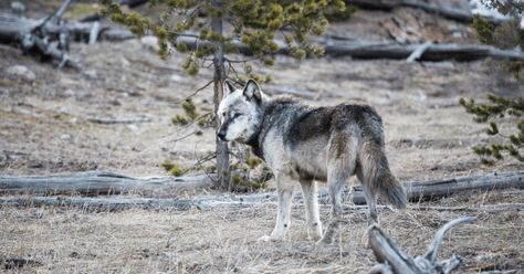 On one of the most successful ecological experiments of all time #americanwest #conservation #wolves Northwestern Wolf, Facts About Wolves, Female Elk, Yellowstone Wolves, Wolf Therian, Wolf Conservation Center, Wolf Husky, Prey Animals, University Of Montana