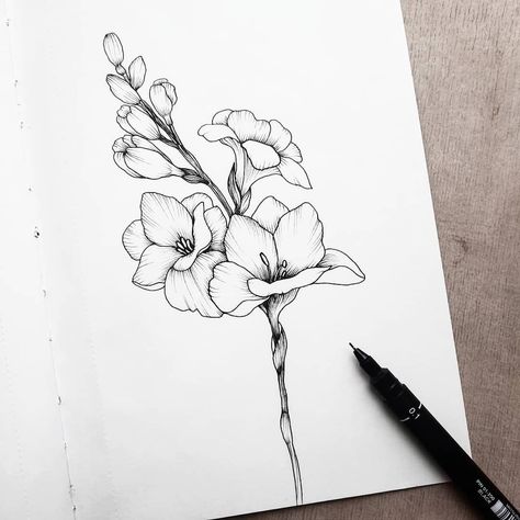 Freesia Flower, Flor Tattoo, Parchment Design, Freesia Flowers, Flower Tattoo Drawings, Illustrator Drawing, Flower Line Drawings, Flower Sketches, Floral Drawing