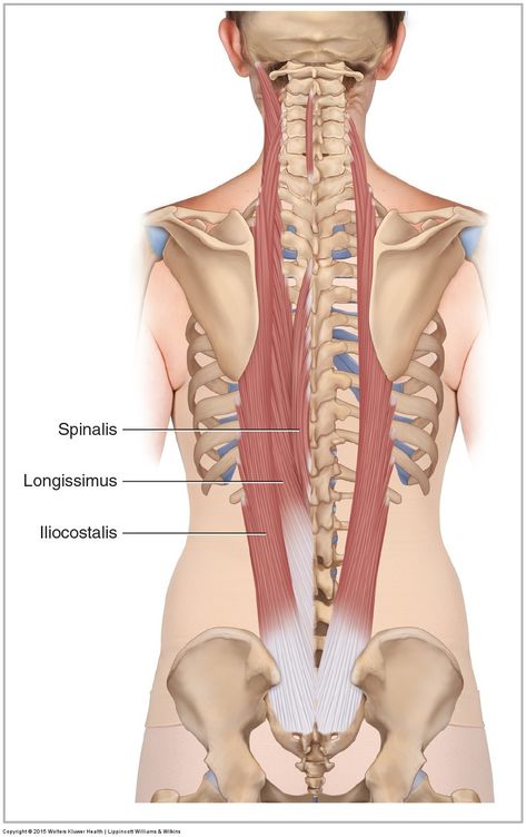 Erector Spinae, Forward Head Posture Exercises, Human Muscle Anatomy, Neck And Shoulder Muscles, Forward Head Posture, Functional Group, Lumbar Spine, Posture Exercises, Human Body Anatomy