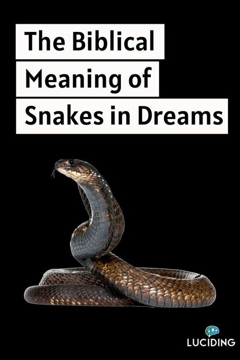 The Biblical Meaning of Snakes in Dreams Snake Symbolism, Snake Meaning, What Your Dreams Mean, Biblical Dream Interpretation, Dream Snake, Dictionary Meaning, S Meaning, Dream Dictionary, Spiritual Journals