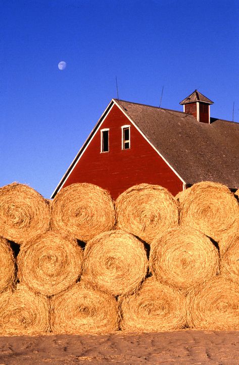 Country Barns, Life On The Farm, Farm Living, Country Love, Hay Bales, Farms Living, Country Scenes, Farm Barn, Down On The Farm