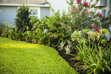 8 Best Native Trees and Plants For Your Central Florida Landscape Florida Plants Landscaping, Florida Trees, Sod Installation, Florida Native Plants, Florida Landscape, Florida Landscaping, Florida Plants, Shady Tree, Street Trees