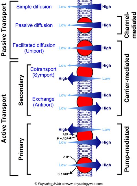 Cell Membrane Notes, Membrane Transport, Facilitated Diffusion, Passive Transport, Cell Transport, States Of Matter Worksheet, Matter Worksheets, Medical Facts, Dental Student