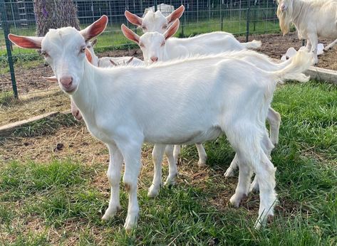 Purebred Saanen Dairy Goats - DOLLY ROCK FARM AND FIBER Saanen Goats, English Angora, Rabbits For Sale, Rabbit Feeding, Angora Goats, Dairy Goats, Doberman, Goats, Dairy