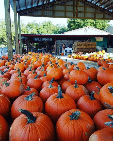 Fall In Florida, Barrel Train, Florida Fall, Deerfield Beach Florida, Harvest Festivals, Autumn Spirit, Coastal Fall, Pumpkin Festival, Farm Day