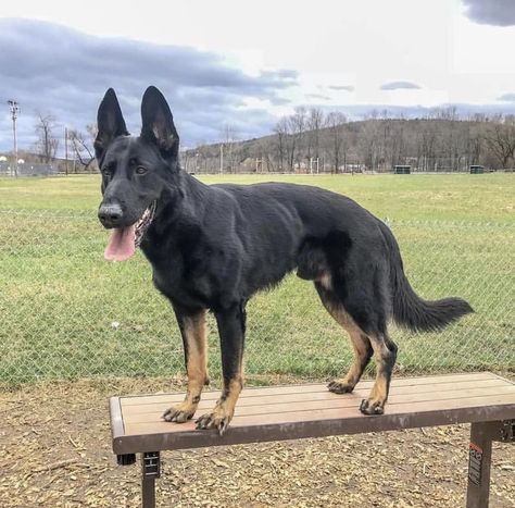 Working German Shepherd, Conditioned Dogs, Working Line German Shepherd, Red German Shepherd, German Shepherd Colors, Baby German Shepherds, German Sheperd Dogs, Working Dogs Breeds, Fit Dogs