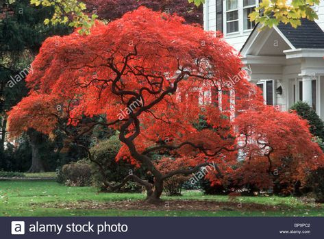 Fall foliage Japanese maple tree in blazing red color ... Red Dragon Japanese Maple, Japanese Maple Varieties, Japanese Red Maple, Magical Tree, Japanese Maple Tree, Acer Palmatum, Garden Images, Ornamental Trees, Tree Photography