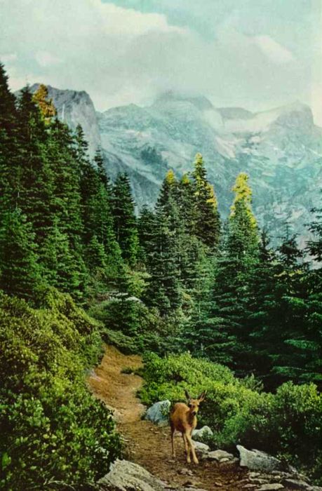 Deer Landscape, Vintage National Geographic, Sequoia National Park California, Mountain Path, Vintage Nature Photography, National Geographic Photography, Nature Photography Trees, California Camping, Walking Trail