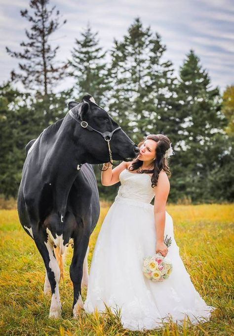 Cow Wedding Pictures, Cow Wedding Photos, Farmers Wedding, Farming Wedding, Dairy Farm Wedding, Cow Wedding, Farmer Wedding, African American Weddings, Dairy Cow