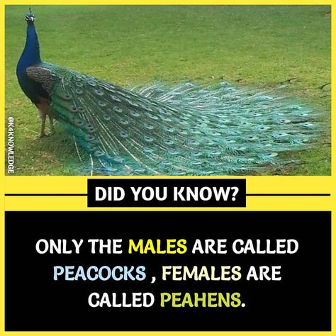 Female Peacock, Wierd Facts, Physiological Facts, Fun Facts About Life, Interesting Science Facts, Brain Facts, True Interesting Facts, Interesting Facts About World, Creepy Facts