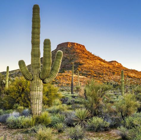 Dream holiday destinations - Dream holidays Family Ski Trip, Visit Arizona, Plant Fungus, Spring Break Trips, Belle Nature, Desert Dream, Wild Forest, Desert Art, Southwest Desert