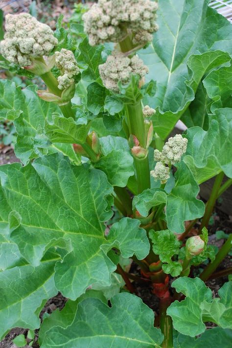 When your rhubarb plant flowers on Sprouts Gardening Blog Where To Plant Rhubarb, Wild Rhubarb Plant, When To Harvest Rhubarb, Rhubarb Plant, Rhubarb Botanical Illustration, Rhubarb Plants, 2 Friends, Portland Maine, All About Plants