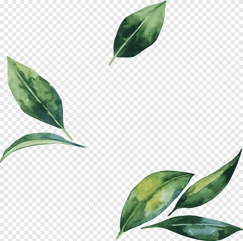 Watercolor Essentials, Green Leaf Watercolor, Leaf Png, Leaf Watercolor, Flower Background Iphone, Leaves Watercolor, Png Flower, Baby Logo, Leaves Illustration