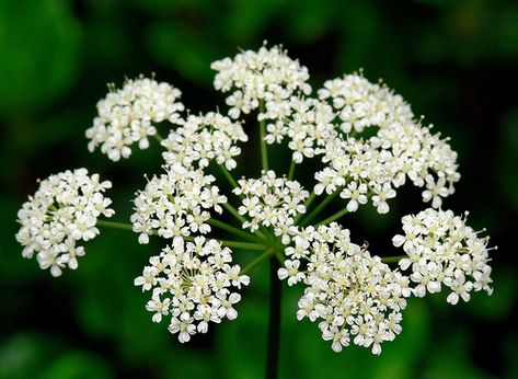 How to Deal with Snow on the Mountain | The Garden Lady Snow On The Mountain Plant, Snow On Mountains, Ground Elder, Snow On The Mountain, Hosta Plants, British Garden, Invasive Plants, Top Soil, Buy Plants