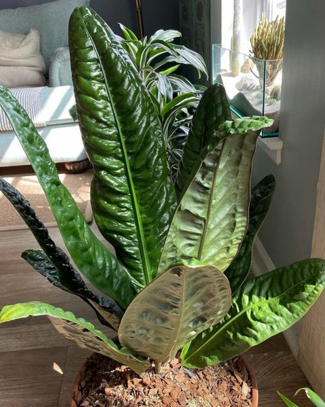 Anthurium Plant, Dappled Light, Grow Tent, Easy Plants, Hiding Places, Hardy Plants, Perfect Plants, Quick Guide, Green Beauty