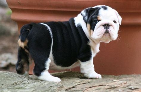 Cute Purebred English Bulldog Puppies For Sale. Contact ( *removed* ) | Puppies for Sale Healthy Dog Food, Puppy Heaven, Cute Bulldogs, English Bulldog Puppies, British Bulldog, English Bulldog Puppy, English Bulldogs, Sweet Dogs, Cute Dogs And Puppies