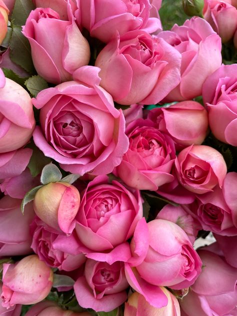 Jubilee Celebration Rose, Fleur Aesthetic, Garden Rose Bouquet, Rose Farm, Grace Rose, Fragrant Garden, Garden Rose, Pink Blossom, Romantic Roses