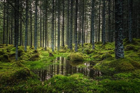 Boreal forest floor. Mossy ground and warm,autumnal light. Norwegian woodlands. #Sponsored , #advertisement, #ADVERTISEMENT, #floor, #Boreal, #ground, #Mossy Forest Biome, Boreal Forest, Palm Jumeirah, Forest Photos, Norwegian Forest, Biome, Forest Floor, Walk In The Woods, Enchanted Forest