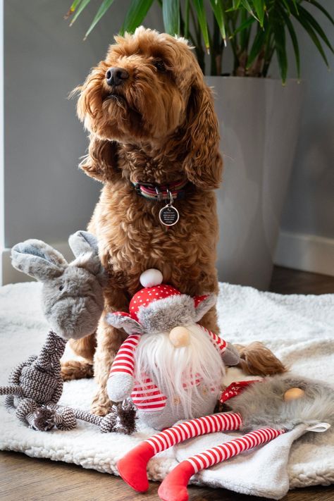 CHRISTMAS CHARACTER DOG TOY BUNDLE - 3 Festive Dog Toys creating a whole host of Christmas fun to engage with your Pet and keeping them entertained for hours! Festive Rope Donkey -Multi-textured festive dog toy - perfect for tossing, tugging or snuggling. The whole body is made with rope, a real treat for dogs who love to chew! Super soft plush head, with a squeaker inside to entice active play. Crinkle ears for even more engagement and fun! Multiple grab points for you and your dog to enjoy a f Diy Dog Christmas, Christmas Dog Toys, Treat For Dogs, Christmas Dog Toy, Cats Christmas, Santa Dog, Santa Socks, Luxurious Life, Christmas Clothes