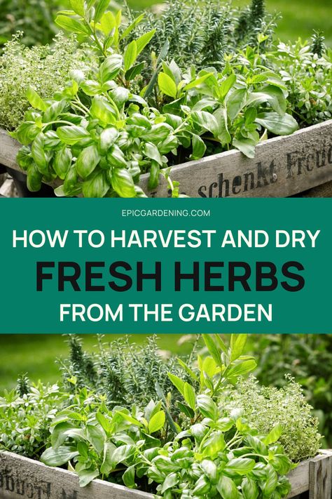 Harvesting Herbs How To, Lazy Homesteading, How To Dry Herbs, Outdoor Herbs, Potted Basil, Dry Fresh Herbs, Planting Dill, Homestead Inspiration, Growing Herbs At Home