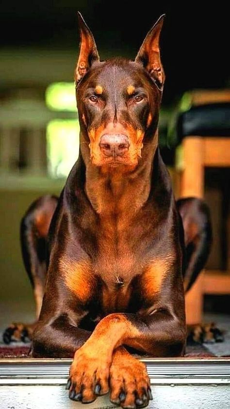 Perro Doberman Pinscher, Dog Sale, European Doberman, Smartest Dog Breeds, Best Guard Dogs, Rare Dogs, Expensive Dogs, Game Hunting, Big Dog Breeds